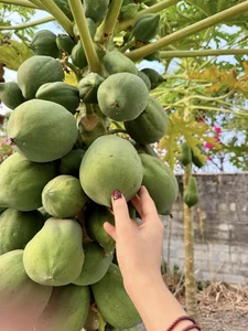 Inside the Luxurious Multi-Million Dollar Estate of Vietnamese Superstar Singer My Tam - image 10