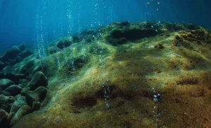 The Secrets of the Deep: Volcanic Nurseries for Mysterious Marine Life - image 2