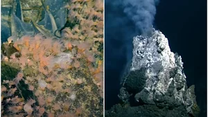 The Secrets of the Deep: Volcanic Nurseries for Mysterious Marine Life - image 0