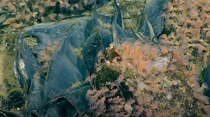 The Secrets of the Deep: Volcanic Nurseries for Mysterious Marine Life - image 1
