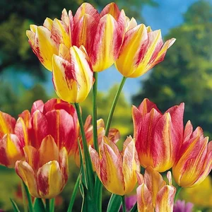 5 Incredibly Rare Flowers in the World That Money Simply Cannot Buy - image 8