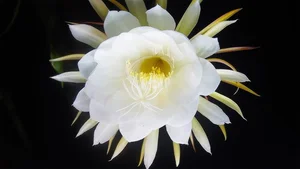 5 Incredibly Rare Flowers in the World That Money Simply Cannot Buy - image 10