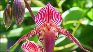 5 Incredibly Rare Flowers in the World That Money Simply Cannot Buy - image 3