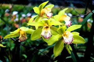5 Incredibly Rare Flowers in the World That Money Simply Cannot Buy - image 2
