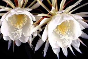 5 Incredibly Rare Flowers in the World That Money Simply Cannot Buy - image 0