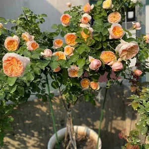 5 Incredibly Rare Flowers in the World That Money Simply Cannot Buy - image 6