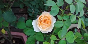 5 Incredibly Rare Flowers in the World That Money Simply Cannot Buy - image 9