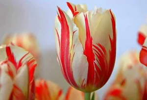 5 Incredibly Rare Flowers in the World That Money Simply Cannot Buy - image 1