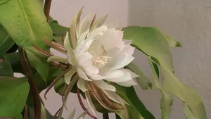 5 Incredibly Rare Flowers in the World That Money Simply Cannot Buy - image 5