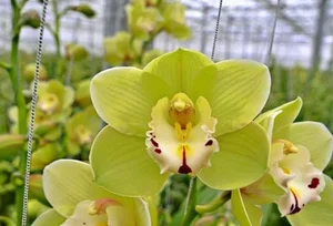 5 Incredibly Rare Flowers in the World That Money Simply Cannot Buy - image 4