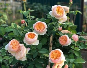 5 Incredibly Rare Flowers in the World That Money Simply Cannot Buy - image 7