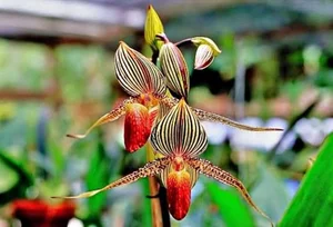 5 Incredibly Rare Flowers in the World That Money Simply Cannot Buy - image 11