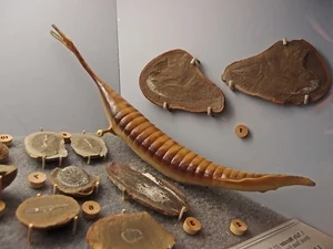 Mysterious and Bizarre Fossil Creatures That Continue to Baffle Paleontologists - image 7