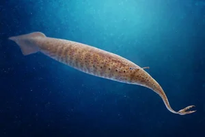 Mysterious and Bizarre Fossil Creatures That Continue to Baffle Paleontologists - image 1