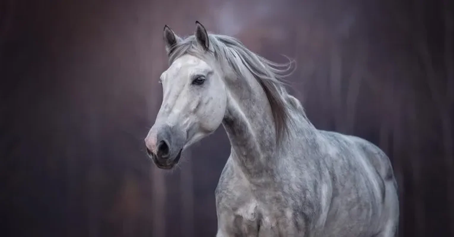 Top 6 Most Beautiful Animals on Earth to Melt Your Heart