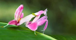 Top 6 Most Beautiful Animals on Earth to Melt Your Heart - image 3