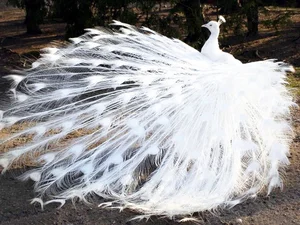 Top 6 Most Beautiful Animals on Earth to Melt Your Heart - image 11