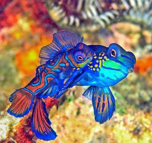 Top 6 Most Beautiful Animals on Earth to Melt Your Heart - image 10