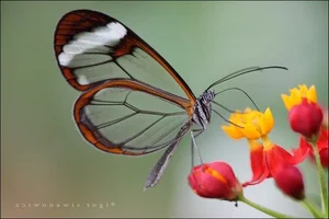 Top 6 Most Beautiful Animals on Earth to Melt Your Heart - image 5