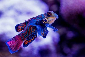 Top 6 Most Beautiful Animals on Earth to Melt Your Heart - image 7