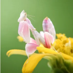 Top 6 Most Beautiful Animals on Earth to Melt Your Heart - image 4