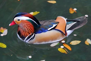Top 6 Most Beautiful Animals on Earth to Melt Your Heart - image 1