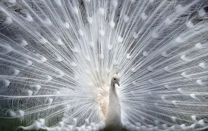 Top 6 Most Beautiful Animals on Earth to Melt Your Heart - image 8