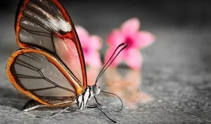 Top 6 Most Beautiful Animals on Earth to Melt Your Heart - image 2