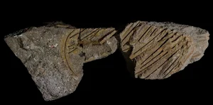 Fossilized Vulture Feathers Reveal Unexpected Secrets of Prehistoric Wildlife - image 1