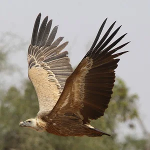 Fossilized Vulture Feathers Reveal Unexpected Secrets of Prehistoric Wildlife - image 2