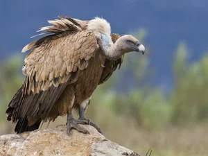 Fossilized Vulture Feathers Reveal Unexpected Secrets of Prehistoric Wildlife - image 6