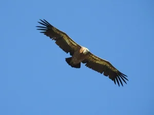Fossilized Vulture Feathers Reveal Unexpected Secrets of Prehistoric Wildlife - image 4