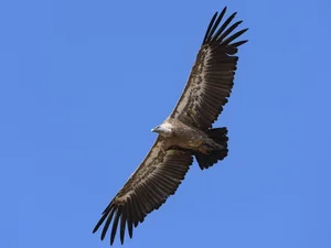 Fossilized Vulture Feathers Reveal Unexpected Secrets of Prehistoric Wildlife - image 8
