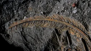 Fossilized Vulture Feathers Reveal Unexpected Secrets of Prehistoric Wildlife - image 3