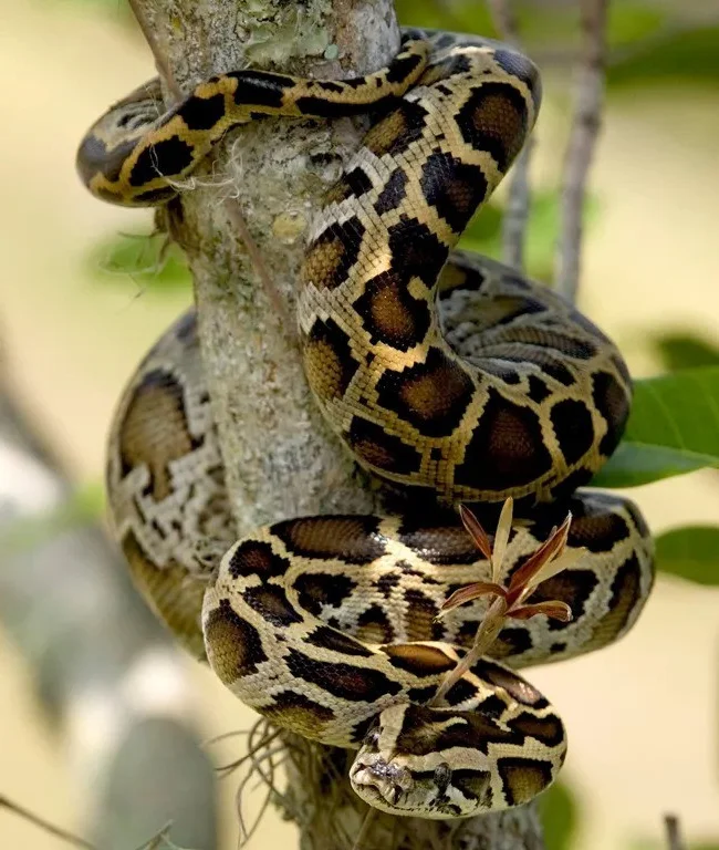 Incredible Wildlife Battle: Florida Bobcat Defeats 4-Meter Burmese Python