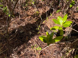 Incredible Wildlife Battle: Florida Bobcat Defeats 4-Meter Burmese Python - image 2