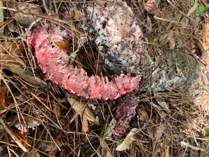 Incredible Wildlife Battle: Florida Bobcat Defeats 4-Meter Burmese Python - image 8