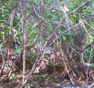 Incredible Wildlife Battle: Florida Bobcat Defeats 4-Meter Burmese Python - image 1