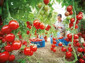 Surprising Facts You Never Knew About Tomato Plants - image 4