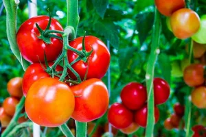 Surprising Facts You Never Knew About Tomato Plants - image 2