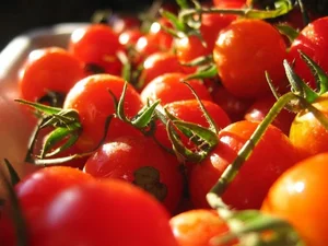 Surprising Facts You Never Knew About Tomato Plants - image 6