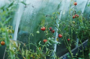 Surprising Facts You Never Knew About Tomato Plants - image 0