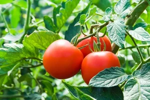 Surprising Facts You Never Knew About Tomato Plants - image 1