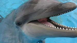 8 Bizarre Hybrid Animals You Won't Believe Actually Exist - image 1