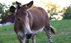 8 Bizarre Hybrid Animals You Won't Believe Actually Exist - image 0