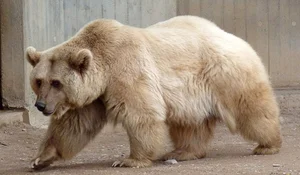 8 Bizarre Hybrid Animals You Won't Believe Actually Exist - image 6