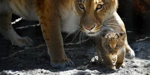 8 Bizarre Hybrid Animals You Won't Believe Actually Exist - image 2