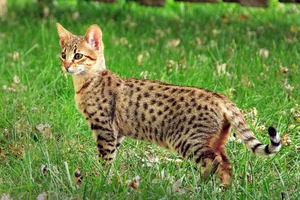 8 Bizarre Hybrid Animals You Won't Believe Actually Exist - image 5