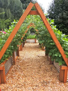 45 Creative Climbing Plant Garden Ideas for a Lush Green Outdoor Sanctuary - image 0