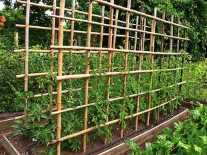 45 Creative Climbing Plant Garden Ideas for a Lush Green Outdoor Sanctuary - image 2